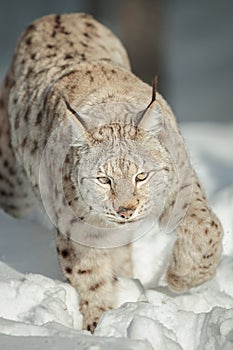 A Eurasian Lynx in Snow