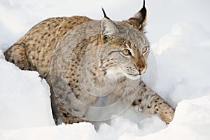 Eurasian lynx in the snow in cold winter in Troms county, Norway.