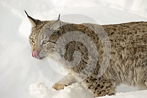 Eurasian lynx in the snow in cold winter, Troms county, Norway