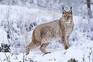 Eurasian lynx in Snow