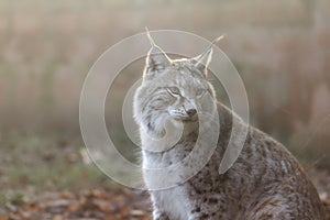 Eurasian Lynx in soft light