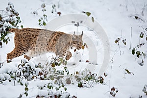 Eurasian Lynx walking quietly in snow