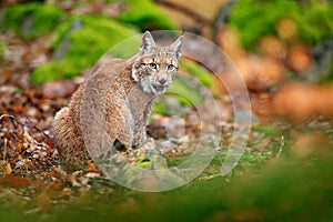 Eurasian lynx walking. Wild cat from Germany. Bobcat among the trees. Hunting carnivore in autumn grass. Lynx in green forest. Wi