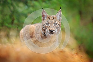 Eurasian lynx walking. Wild cat from Germany. Bobcat among the trees. Hunting carnivore in autumn grass. Lynx in green forest. Wil