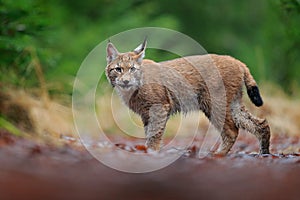 Eurasian lynx walking. Wild cat from Germany. Bobcat among the trees. Hunting carnivore in autumn grass. Lynx in green forest. Wil