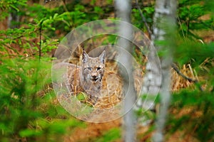 Eurasian lynx walking. Wild cat from Germany. Bobcat among the trees. Hunting carnivore in autumn grass. Lynx in green forest. Wil