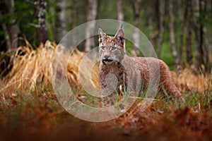 Eurasian lynx walking. Wild cat from Germany. Bobcat among the trees. Hunting carnivore in autumn grass. Lynx in green forest.