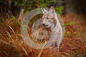 Eurasian lynx walking. Wild cat from Germany. Bobcat among the trees. Hunting carnivore in autumn grass. Lynx in green forest.