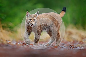Eurasian lynx walking. Wild cat from Germany. Bobcat among the trees. Hunting carnivore in autumn grass. Lynx in green forest.