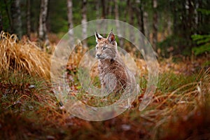 Eurasian lynx walking. Wild cat from Germany. Bobcat among the trees. Hunting carnivore in autumn grass. Lynx in green forest.