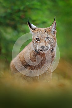 Eurasian lynx walking. Wild cat from Germany. Bobcat among the trees. Hunting carnivore in autumn grass. Lynx in green forest.