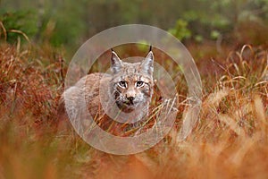 Eurasian lynx walking. Wild cat from Germany. Bobcat among the trees. Hunting carnivore in autumn grass. Lynx in green forest. Wil