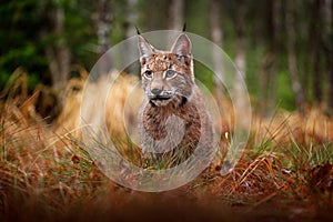 Eurasian lynx walking. Wild cat from Germany. Bobcat among the trees. Hunting carnivore in autumn grass. Lynx in green forest. Wil