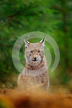 Eurasian lynx walking. Wild cat from Germany. Bobcat among the trees. Hunting carnivore in autumn grass. Lynx in green forest. Wil