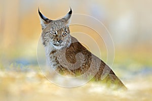 Eurasian Lynx, wild cat on snow meadow in winter