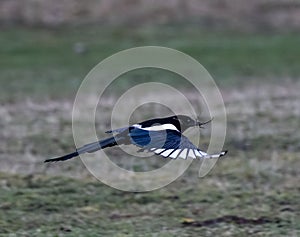 Eurasian magpie bird in flight against a soft, out of focus background