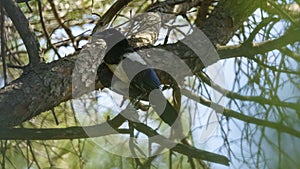 Eurasian Magpie birds of the Corvidae crow family