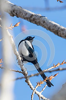 Eurasian magpie on a branch, Common magpie Pica pica