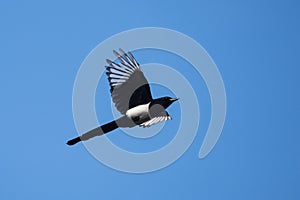 Eurasian Magpie, Common Magpie, Pica Pica