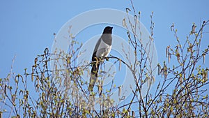 The Eurasian magpie or common magpie (Pica pica).