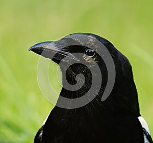 The Eurasian Magpie or Common Magpie (Pica pica) closeup