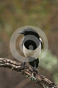 Eurasian magpie, common magpie, pica pica, melanotos