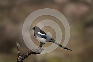 Eurasian magpie, common magpie, pica pica, melanotos