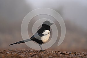 Eurasian magpie, common magpie, pica pica, Spain