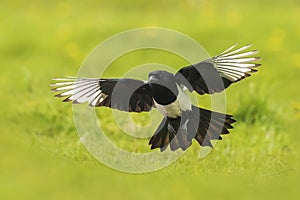 Eurasian magpie or common magpie  Pica pica  walking on a meadow in a winter setting with snow
