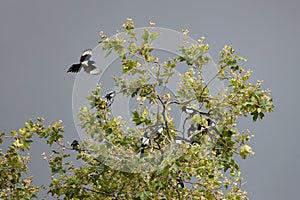 Eurasian magpie or common magpie on the tree
