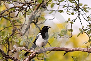 Eurasian magpie, European magpie, or common magpie (Pica pica)