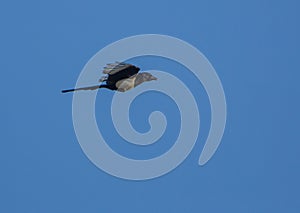Eurasian Magpie in flight