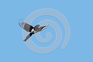 Eurasian Magpie or Magpie, Pica pica, in flight.
