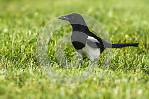 Eurasian magpie Pica pica