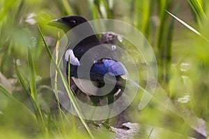 Eurasian magpie Pica pica