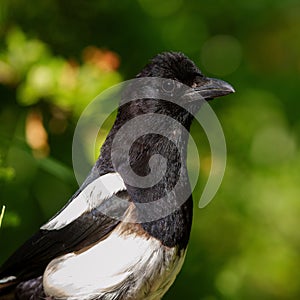 Eurasian magpie (Pica pica