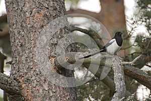 Eurasian magpie, pica pica