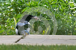 Eurasian magpie & x28;Pica pica& x29; with chick in beak