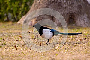 Eurasian magpie Pica pica with chick in beak, profile. Bird in the crow family Corvidae with prey taken from nest of