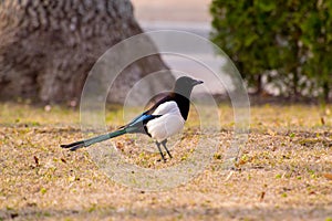 Eurasian magpie Pica pica with chick in beak, profile. Bird in the crow family Corvidae with prey taken from nest of