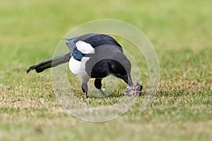 Eurasian magpie Pica pica with chick prey on grass