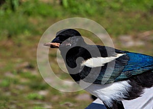 A eurasian Magpie or Pica Pica has some meat in his beak.