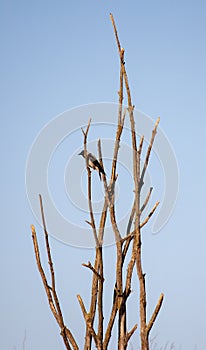 Eurasian magpie Pica Pica on tree