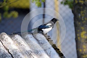 The Eurasian magpie on a roof.