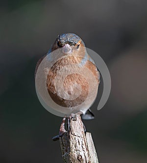 Eurasian Male Chaffinch (Fringilla coelebs)