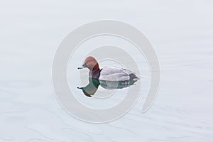 Eurasian male pochard duck aythya ferina swimming mirorred wat photo