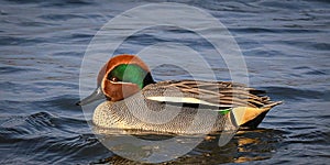 Eurasian Male Teal