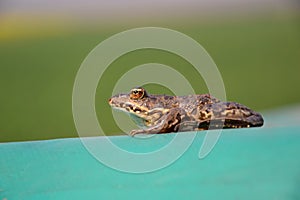 Eurasian Marsh Frog