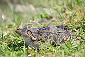 Eurasian Marsh Frog