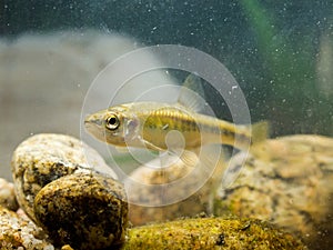 Eurasian Minnow in Natural Habitat